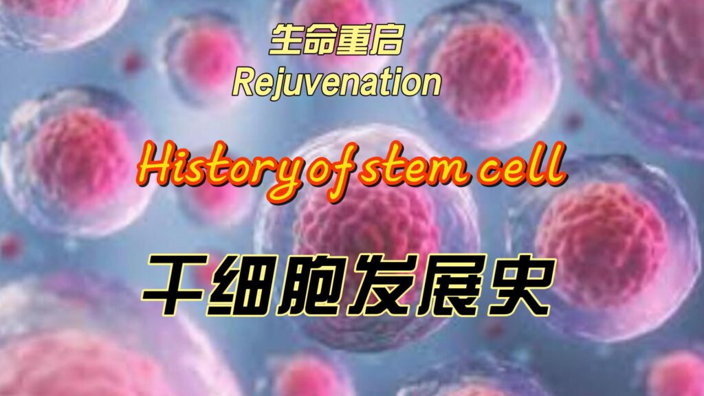 History of stem cell